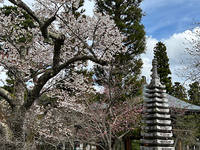境内の桜